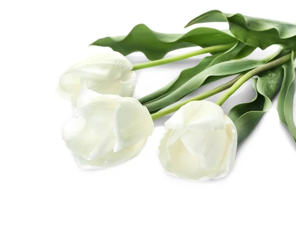 Beautiful Tulips White Background — Stock Photo, Image