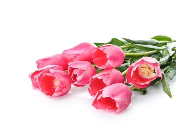 Beautiful Tulips White Background — Stock Photo, Image