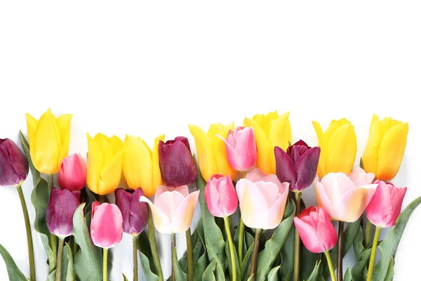 Piękne Tulipany Białym Tle — Zdjęcie stockowe