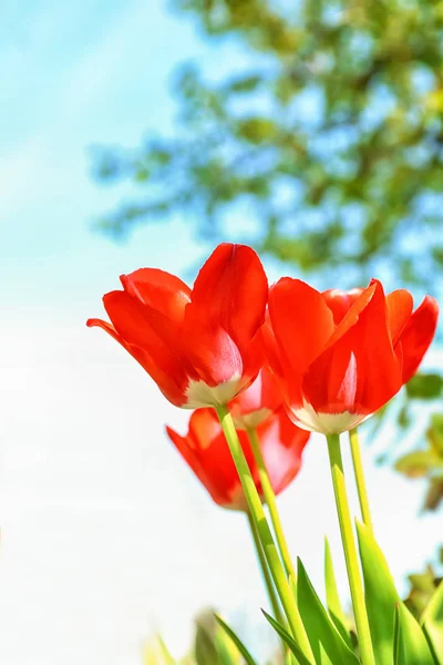 Hermosos Tulipanes Florecientes Soleado Día Primavera Aire Libre —  Fotos de Stock