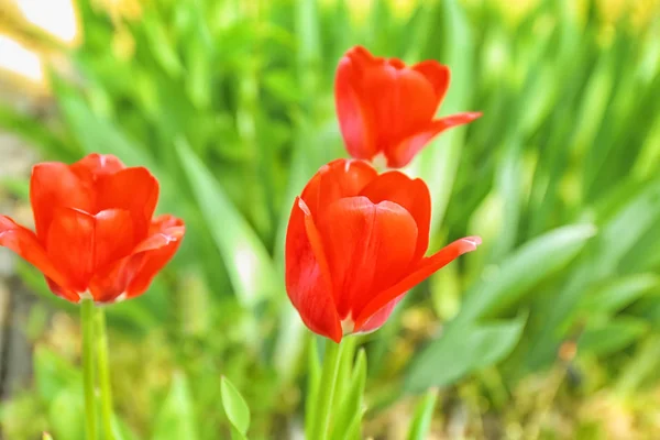 Beautiful Blossoming Tulips Sunny Spring Day Outdoors — Stock Photo, Image