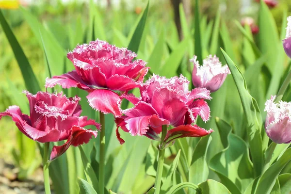 Beautiful Blossoming Tulips Sunny Spring Day Outdoors — Stock Photo, Image