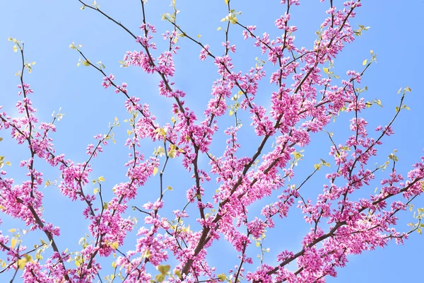 Hermoso Árbol Judas Floreciente Soleado Día Primavera Aire Libre —  Fotos de Stock