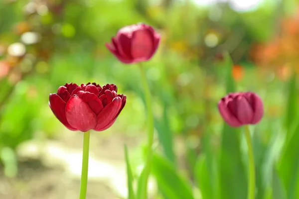 Прекрасный Цветущий Тюльпан Солнечный Весенний День Открытом Воздухе — стоковое фото