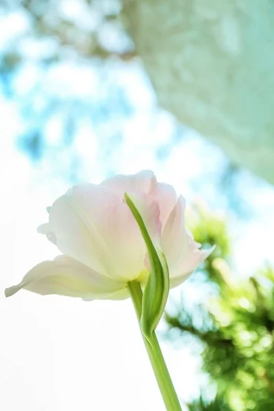 Прекрасный Цветущий Тюльпан Весенний День Открытом Воздухе — стоковое фото