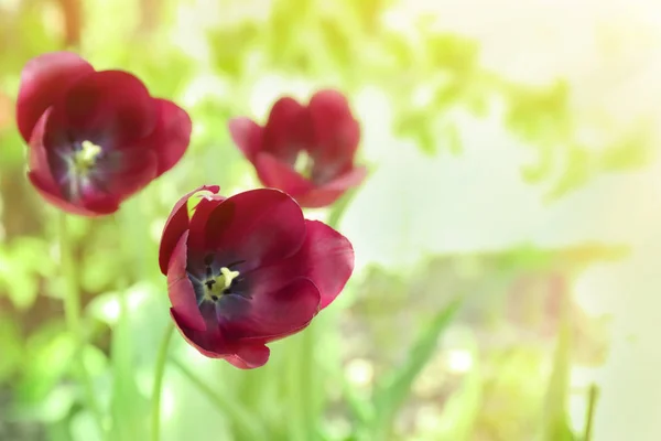 Прекрасные Цветущие Тюльпаны Солнечный Весенний День Открытом Воздухе — стоковое фото