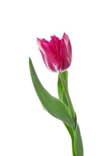 Beautiful Tulip White Background — Stock Photo, Image