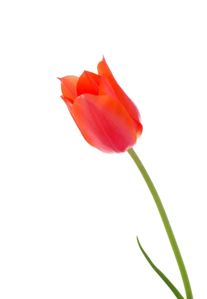 Beautiful Tulip White Background — Stock Photo, Image