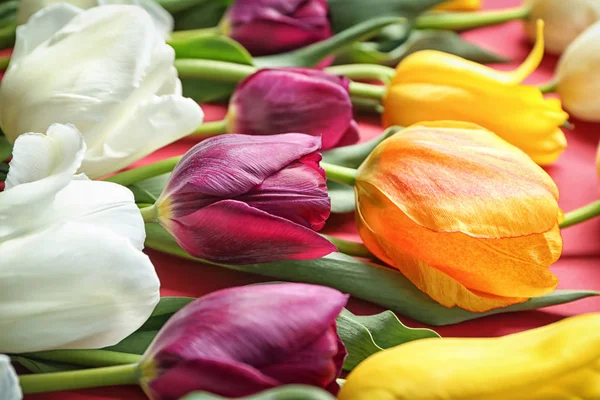 Beautiful Tulips Color Background Closeup — Stock Photo, Image