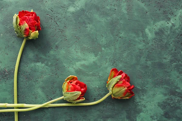 Hermosos Tulipanes Sobre Fondo Color — Foto de Stock