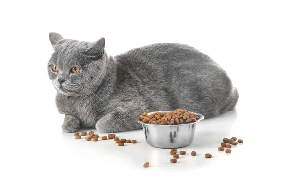 Adorable Gato Tazón Con Comida Sobre Fondo Blanco — Foto de Stock