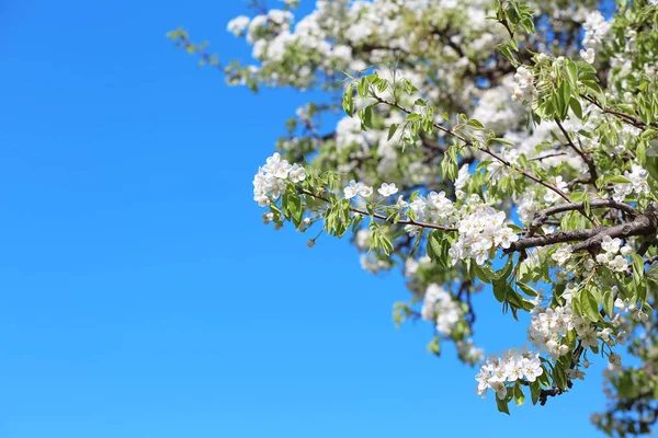 Krásné Kvetoucí Větve Stromu Obloze Pozadí — Stock fotografie