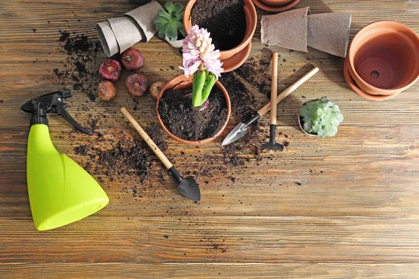 Blühende Hyazinthen Blumentöpfe Und Gartengeräte Auf Holzgrund — Stockfoto