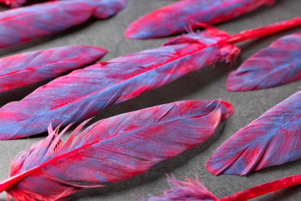 Colorful Feathers Dark Background — Stock Photo, Image