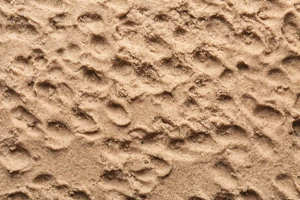 Stranden Våt Sand Närbild — Stockfoto