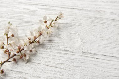 Beyaz ahşap zemin üzerinde güzel çiçek şube