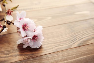 Ahşap arka plan üzerinde güzel çiçek şube
