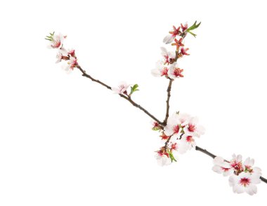 Beyaz arkaplanda çiçek açan güzel bir dal