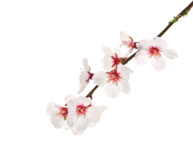 Beyaz arkaplanda çiçek açan güzel bir dal