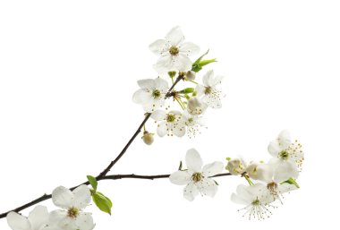 Dalları ile beyaz arka plan üzerinde güzel çiçek çiçekler