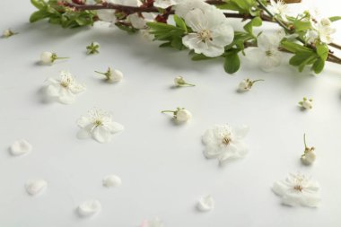 Çiçek açan çiçekler ve beyaz arka plan üzerinde dallar ile güzel kompozisyon