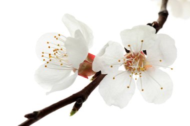 Beyaz arka planda, closeup güzel çiçek çiçek şube