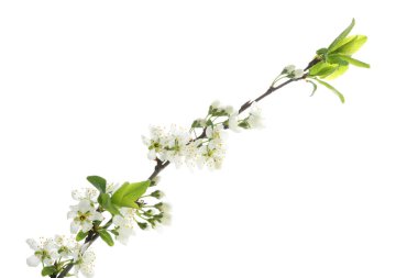 Beyaz arkaplanda çiçek açan güzel bir dal