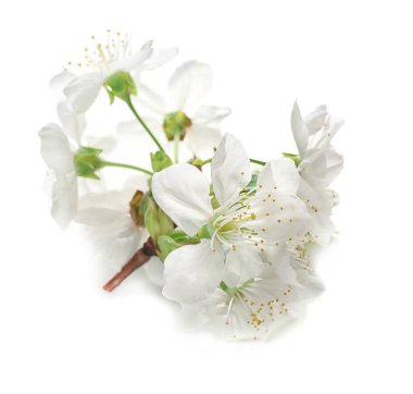 Çiçek çiçek açan ağaç beyaz arka plan üzerinde