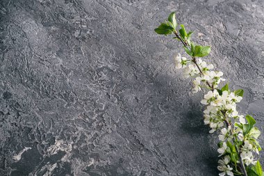 Gri dokulu arka plan üzerinde güzel çiçek şube