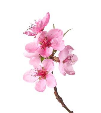 Beyaz arkaplanda çiçek açan güzel bir dal