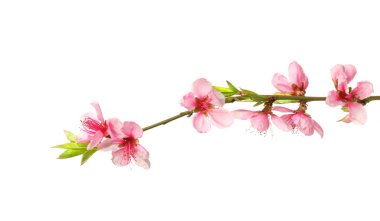 Beyaz arkaplanda çiçek açan güzel bir dal