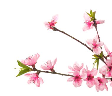 Beyaz arka planda çiçek açan güzel dallar