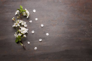 Güzel çiçek açması dal ve yaprakları gri arka plan üzerinde