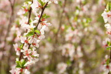 Güzel çiçek dalları açık havada