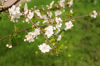 Güzel çiçek açması ağaç açık havada