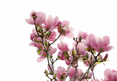 Beyaz arka plan üzerinde yeni gelişen ağaç