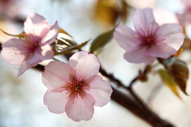 Ağacının dalını güzel çiçek açması açık havada, portre