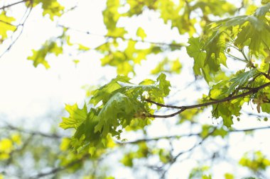 Açık havada çiçek açan güzel ağaç, yakın plan.