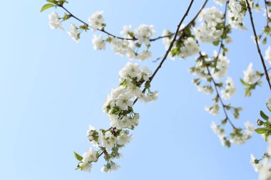 Güzel çiçek açması ağacın gökyüzü arka plan üzerinde