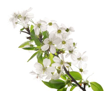 Beyaz arkaplanda çiçek açan güzel bir dal