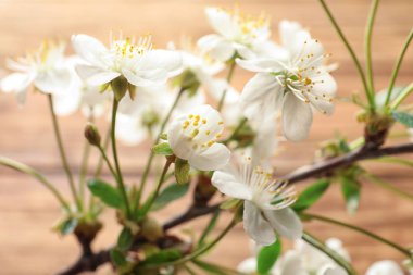 Ahşap arka plan, closeup güzel çiçek şube