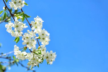 Güzel çiçek açması ağaç dalı mavi gökyüzü karşı