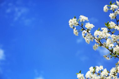 Güzel çiçek açması ağaç dalları mavi gökyüzü karşı