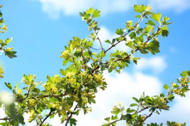 Güzel çiçek açması ağaç dalları mavi gökyüzü karşı