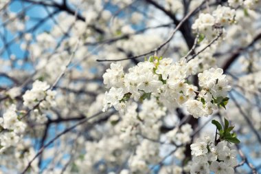 Güneşli güzel çiçek açması ağacının dalları