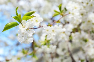 Güneşli güzel çiçek açması ağacının dalını