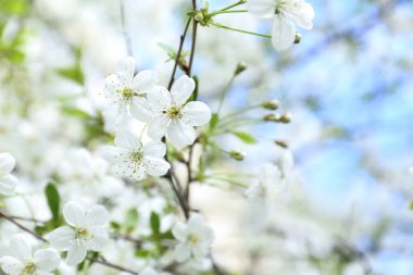 Güneşli güzel çiçek açması ağacının dalını