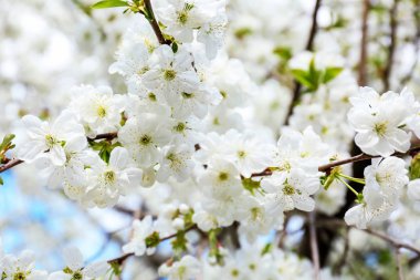 Açık havada güzel çiçek açması ağaç dalı