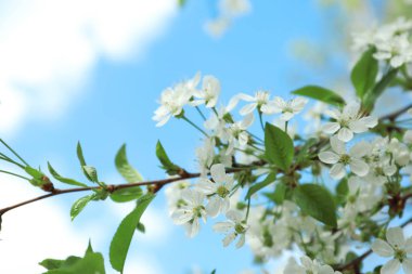 Gökyüzü arka plan, closeup güzel çiçek açması ağacı