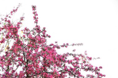 Gökyüzünde çiçek açan güzel ağaç dalları